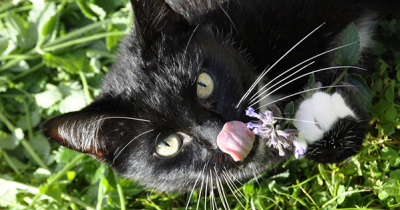 Non-food Household Items That Are Toxic To Your Cat