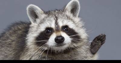 Raccoons That Were Caught Red Handed