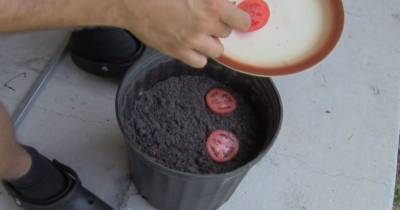 He Places Tomato Slices In A Pot Of Dirt. Watch What Happens 10 Days Later!
