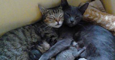 Cats That Totally Won At Life