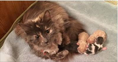 Rescue Cat Starts Eating Again When She Got Her Babies Back By Her Side