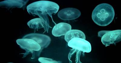 Amazing Animals That Clone Themselves
