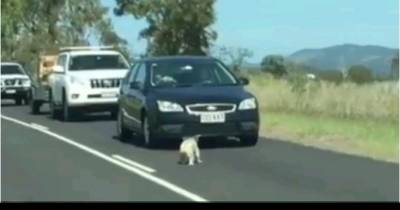 OMG!!Cheeky Kola Bear Holds Up Traffic
