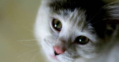 Keys To Decoding Your Cat's Body Language