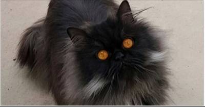This Cat Has A Pair Of Magical Eyes And Wears Glorious Fluff
