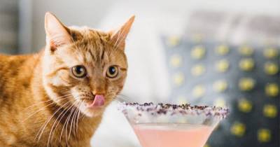 Cocktails For Living Your Best Crazy Cat Lady Life