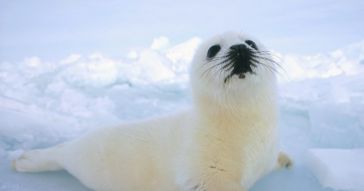 Things You Didn't Know About Seals, The Dogs Of The Sea