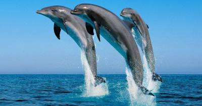 Dolphins Doing Ridiculously Cute Things