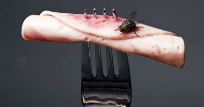 The Gross Truth About Flies In Your Food