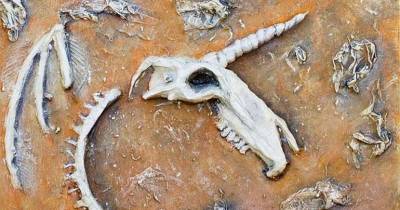 Fossilized Skull Reveals Unicorns Are Real Or At Least They Used To Be