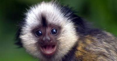 Adorable Monkeys Who Are Having A Worse Hair Day Than You