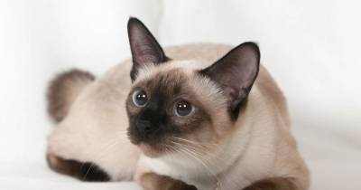 Who&rsquo;s That Cat? The Siamese, If You Please