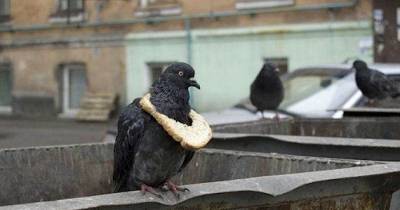 Seriously Hilarious Animal Facts That Are 100% Not Fake At All
