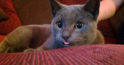 Cats With Their Tongues Slightly Sticking Out