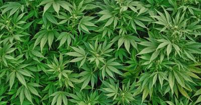Instead Of Smoking Medicinal Marijuana - Try Putting It Into Your Recipes. It's Even Better For You.