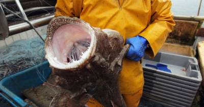 Here's One Of The Most Terrifying Creatures Of The Deep...
