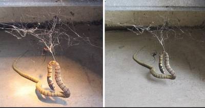Huge Redback Spider Catches Snake, Liquefies It, And Then Drinks it