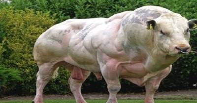 Animals With Gigantic Muscles That Will Make You Join The GYM