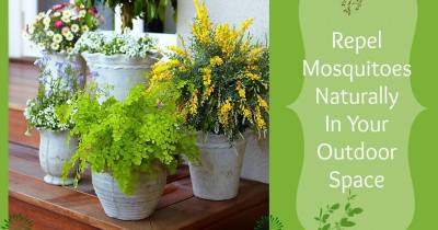 Plants That Repel Mosquitoes