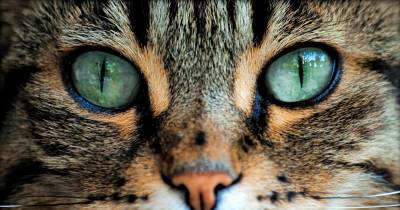 Cool Facts About Your Cat&rsquo;s Eye Color