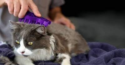 Ways To Deal With And Get Real With Cat Hair