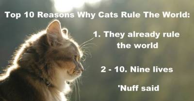 Signs That Cats Are Taking Over The World (Dog Owners Beware)