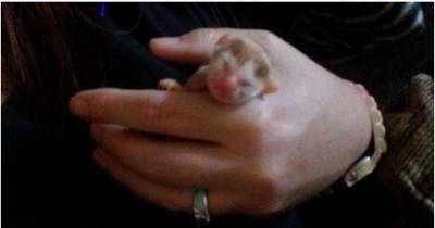 Cat Mama Left Preemie Baby Behind But Came Back With Two Little Surprises