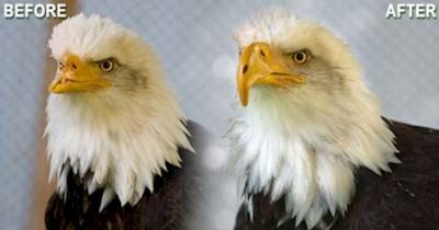 These Animals Were Given A Second Chance After Receiving Prosthetics