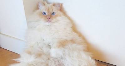 This Is The Fluffiest Cat I Have Ever Seen!