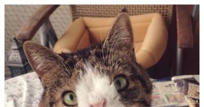 Nobody Wanted This Cat Because Of His Unusual Face. But Look At Him Now!