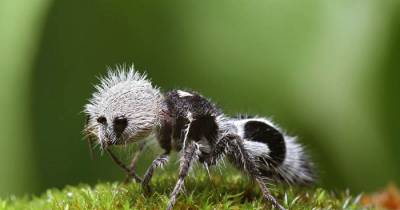 The weirdest creatures found on earth.