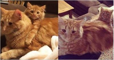 Ginger Cat Finds His Mini Me And Raises Him Like His Own