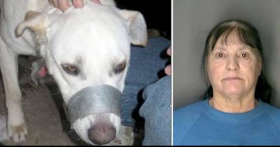 Cruel Woman Tapes Dogs&rsquo; Muzzles Shut... So She Can Take A Nap