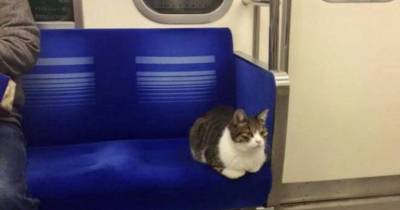 Cool Cat Casually Takes Regular Rides on Tokyo Subway Train All By Himself