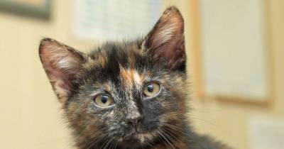 They Bring Tiny Tortie Cat Back From The Brink.