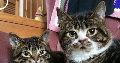 This Kitten Was Born With Dwarfism, But That&rsquo;s What Makes Us Love Him Even More