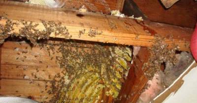 If You Notice A Bee Inside Your Home, Don't Assume That It's The Only One