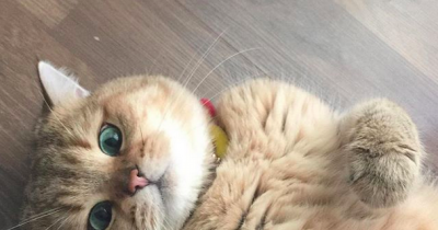 18 Nice Things About Cats