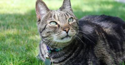 Tabby Cat Showed Up On Doorstep At Retirement Community And Kept Going Back For Love