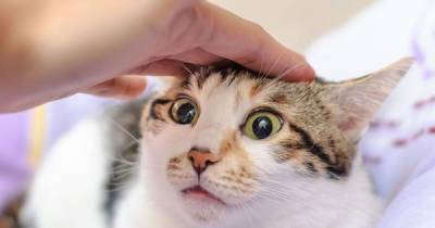 Why Does My Cat Bite Me Sometimes When I Pet Her?
