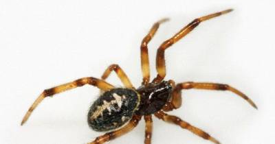 False Widow Spider Bite Left 40-Year-Old With Inch-Deep Weeping Hole In His Leg After It Triggered A Horrific Infection