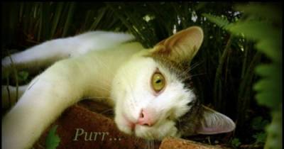 The Mystery Behind A Purring Cat