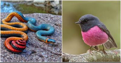 Animals With Mind Blowing And Fantabulous Colors That Will Rock Your Day