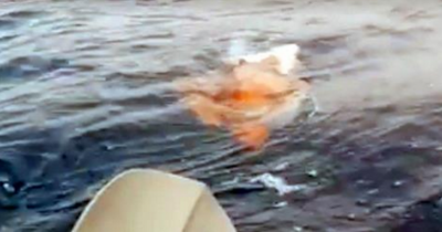 He&rsquo;s Out Kayaking When He Spots A Creature In The Water. Seconds Later? WHOA!