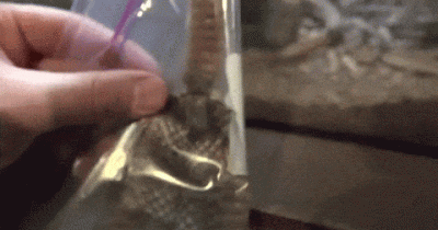 They Cut Into A Rattlesnake's Tail, But Couldn't Believe They'd Find THIS