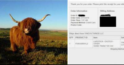 Udder Madness! Man Accidentally Buys A Cow Off The Internet While On Sleeping Pills