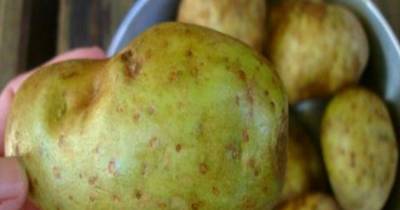 Warning: If You See This On Your Potatoes, Throw Them out Immediately... It'll Save Your Life!