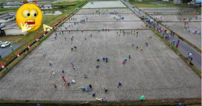 Something Spectacular Happens When These Seemingly Ordinary Rice Fields Grow