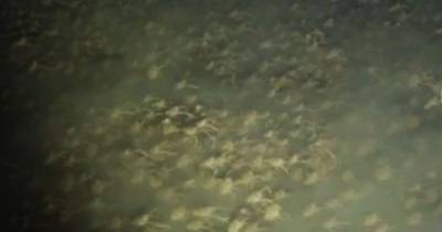 Spooky Footage Shows Massive Crab SWARM At The Bottom Of The Pacific Ocean On Video For First Time
