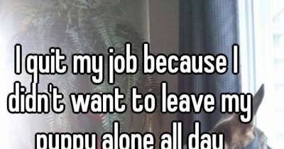 The Most Unbelievable And Craziest Reasons People Quit Their Jobs!